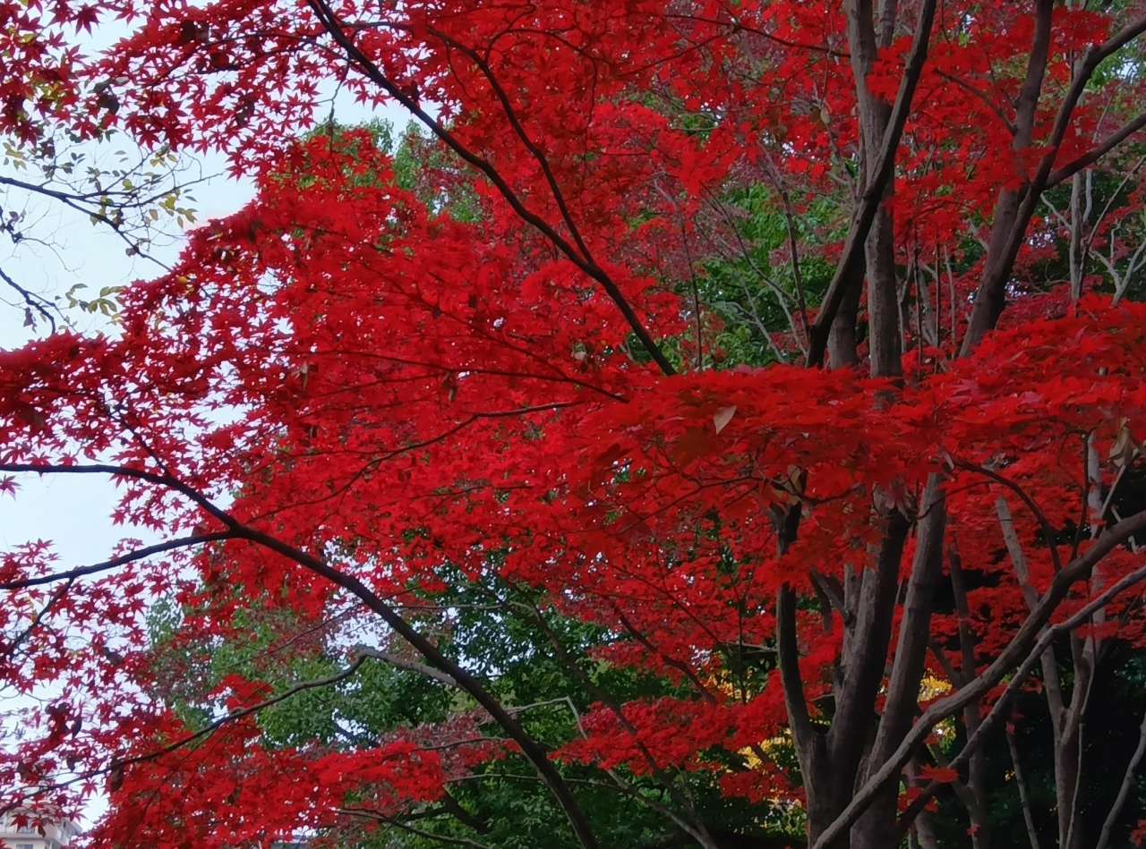 清澄庭園251203苔地ノムラモミジ (2)