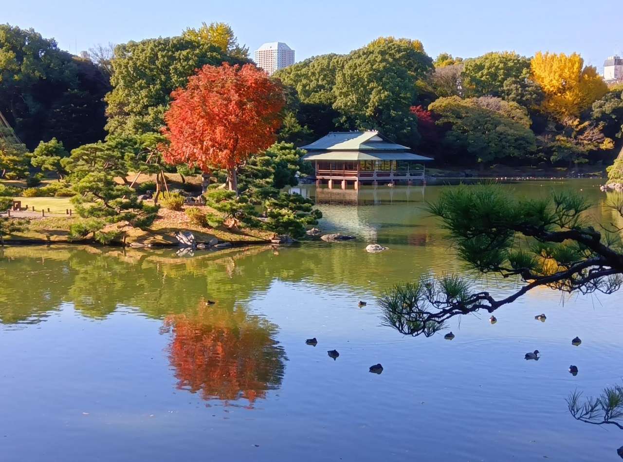 清澄庭園_紅葉 (1)