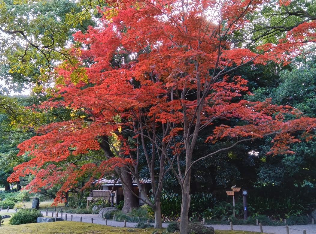 清澄庭園_紅葉 (3)
