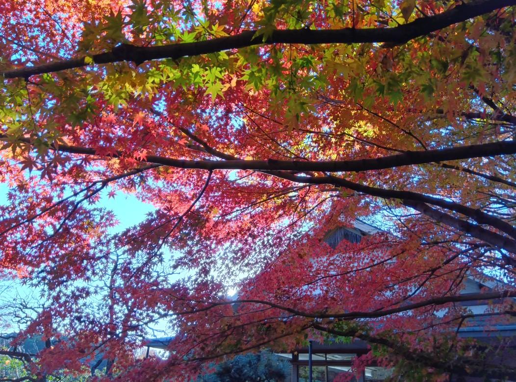 清澄庭園_紅葉 (5)