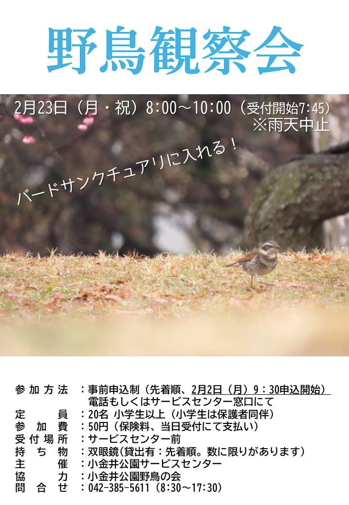 チラシ