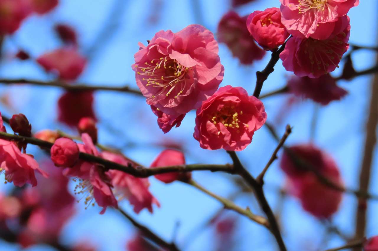 八重寒紅