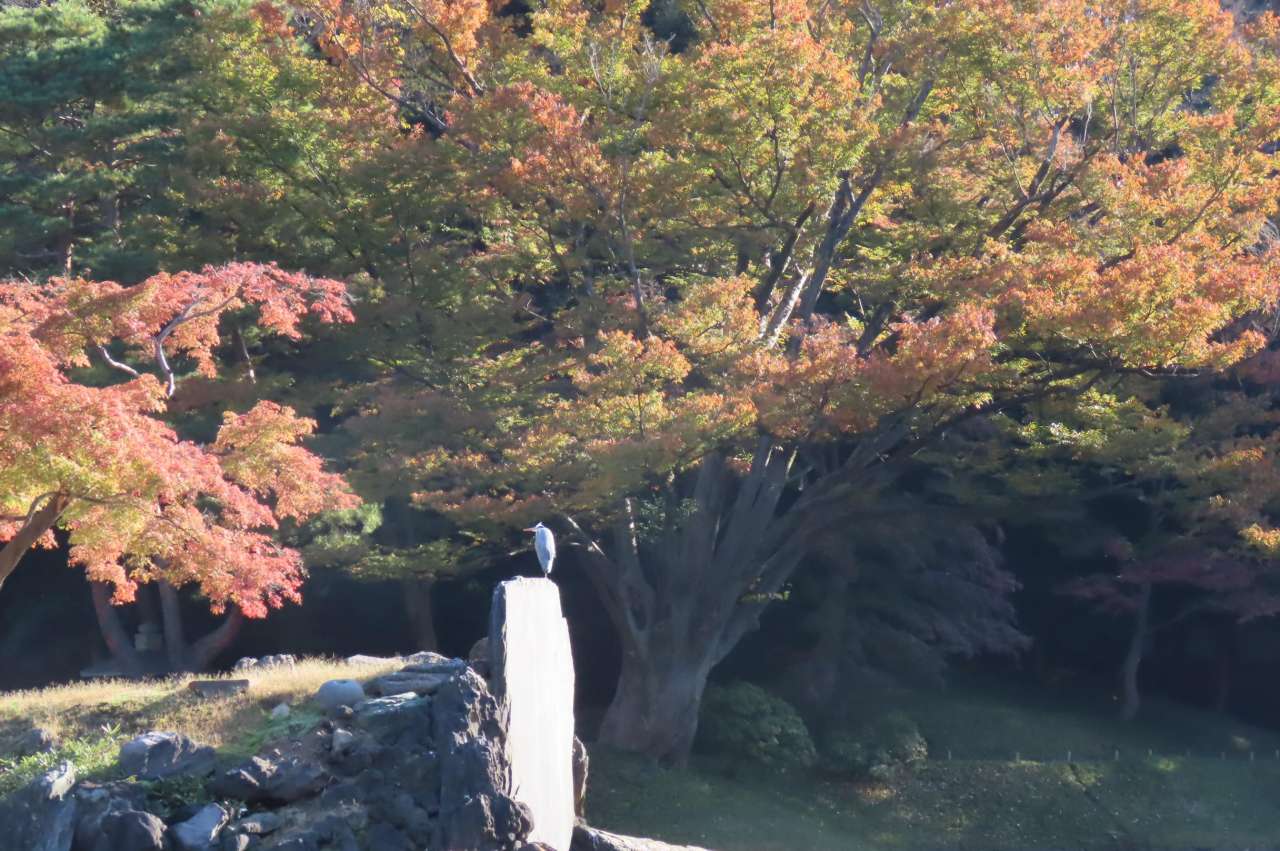 大泉水の蓬莱島の紅葉