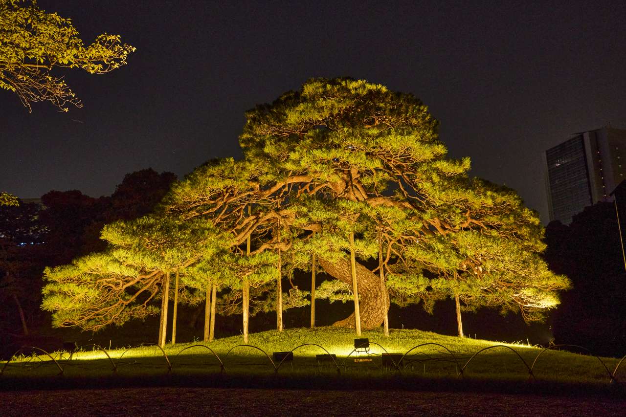 小石川後楽園夜間開園 (5)