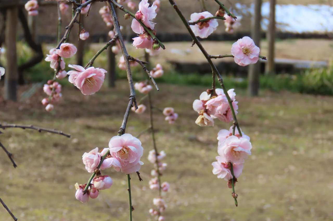 小石川後楽園0210呉服枝垂