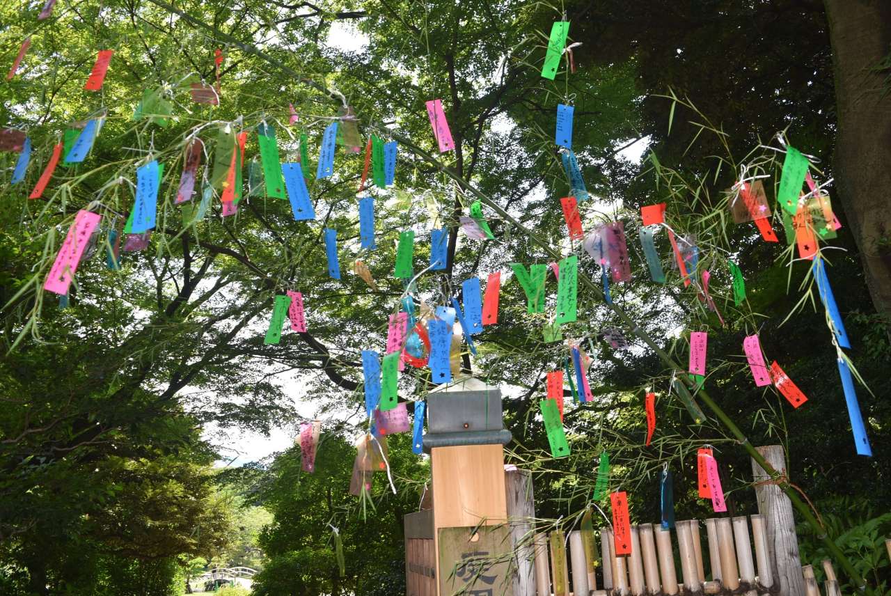 小石川後楽園20230703七夕飾り