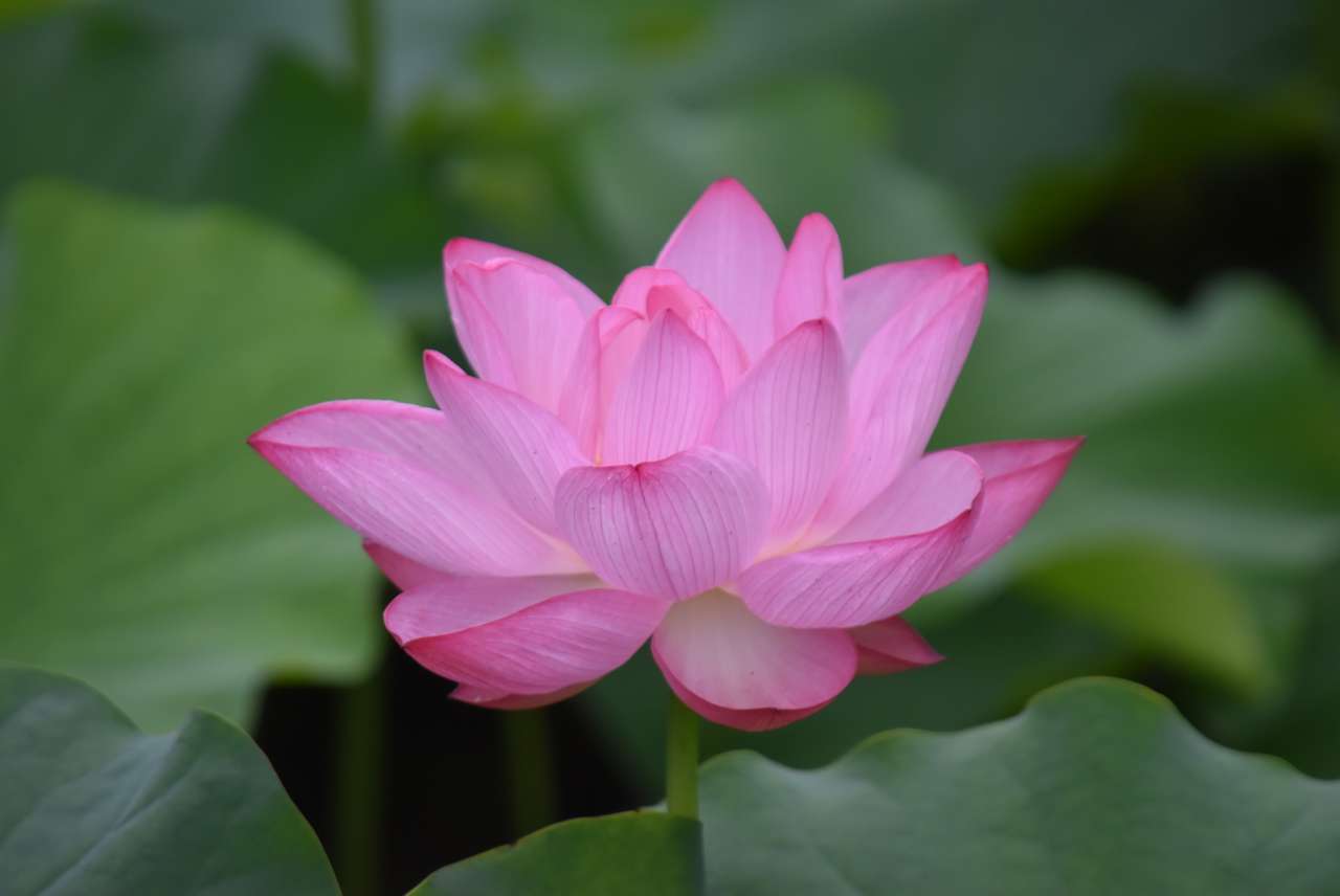 小石川後楽園220717ハスの花①