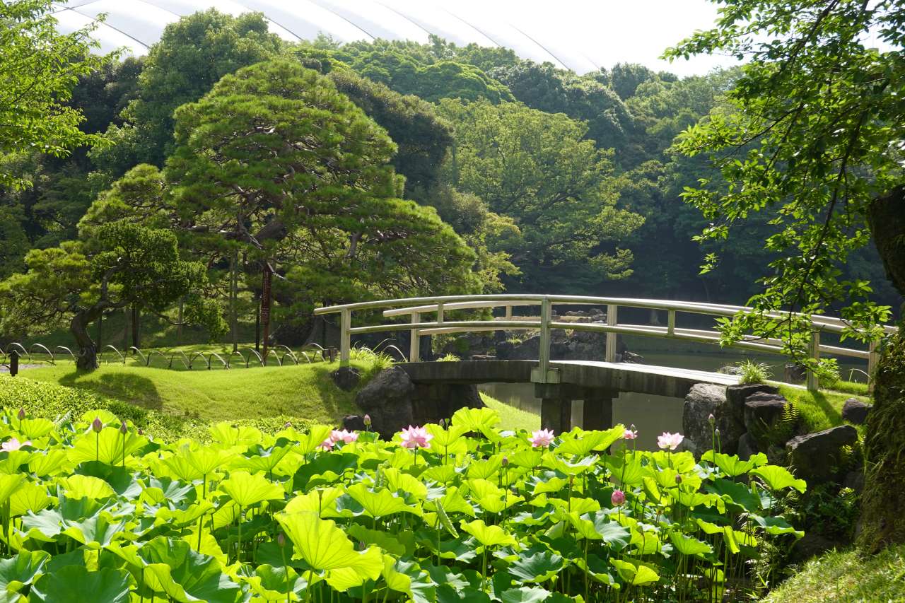 小石川後楽園230709ハス・蓮池③
