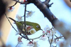 小石川後楽園240212ウメとメジロ-thumb-240xauto-111316