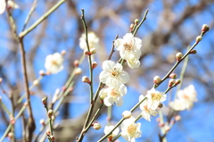 小石川後楽園240212内庭のウメ-thumb-240xauto-111317