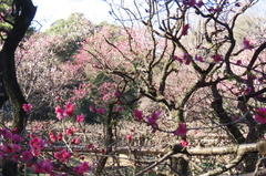 小石川後楽園240213梅林 (8)-thumb-240xauto-111321