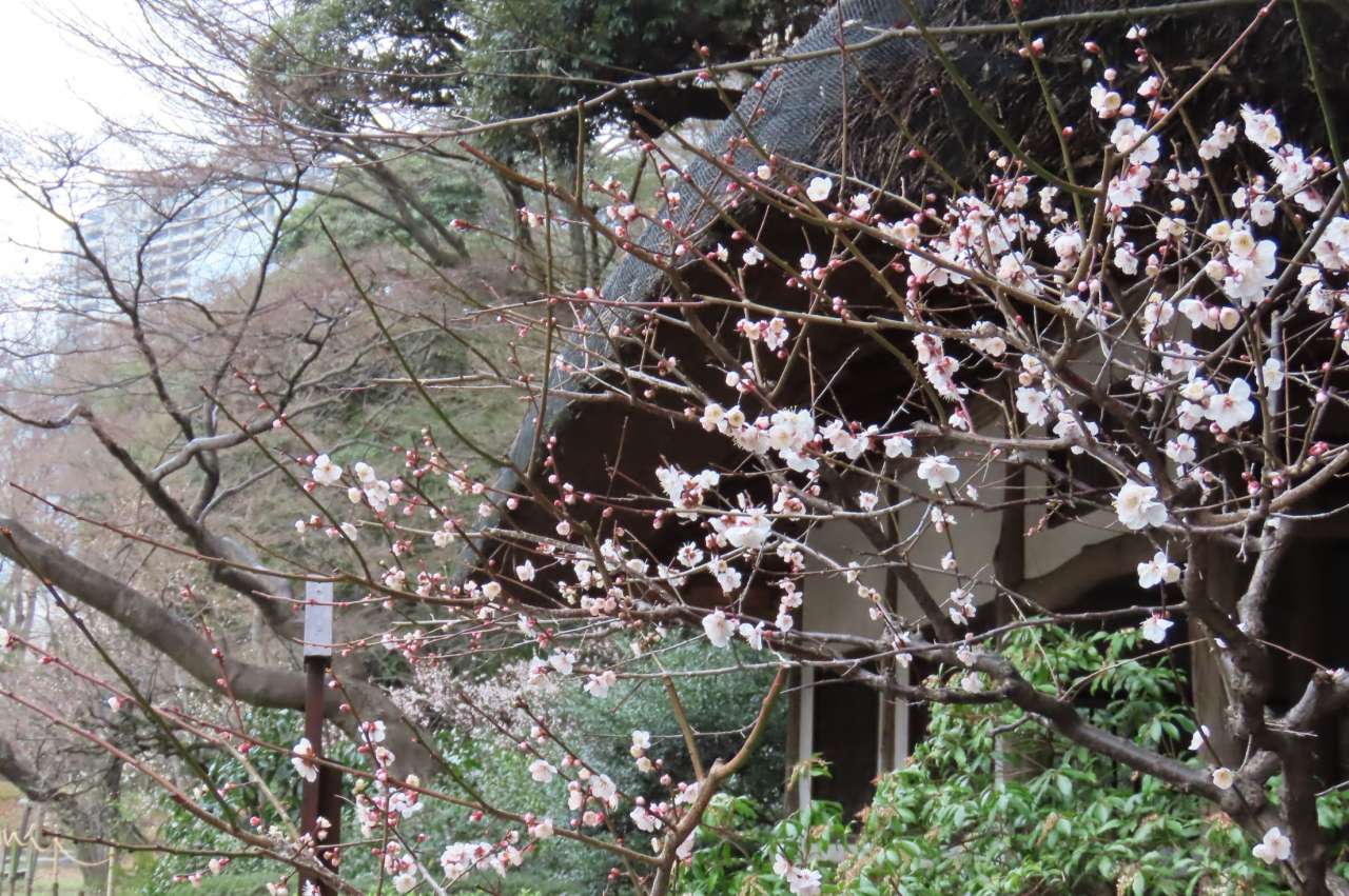 小石川後楽園240225丸屋とウメ'豊後'