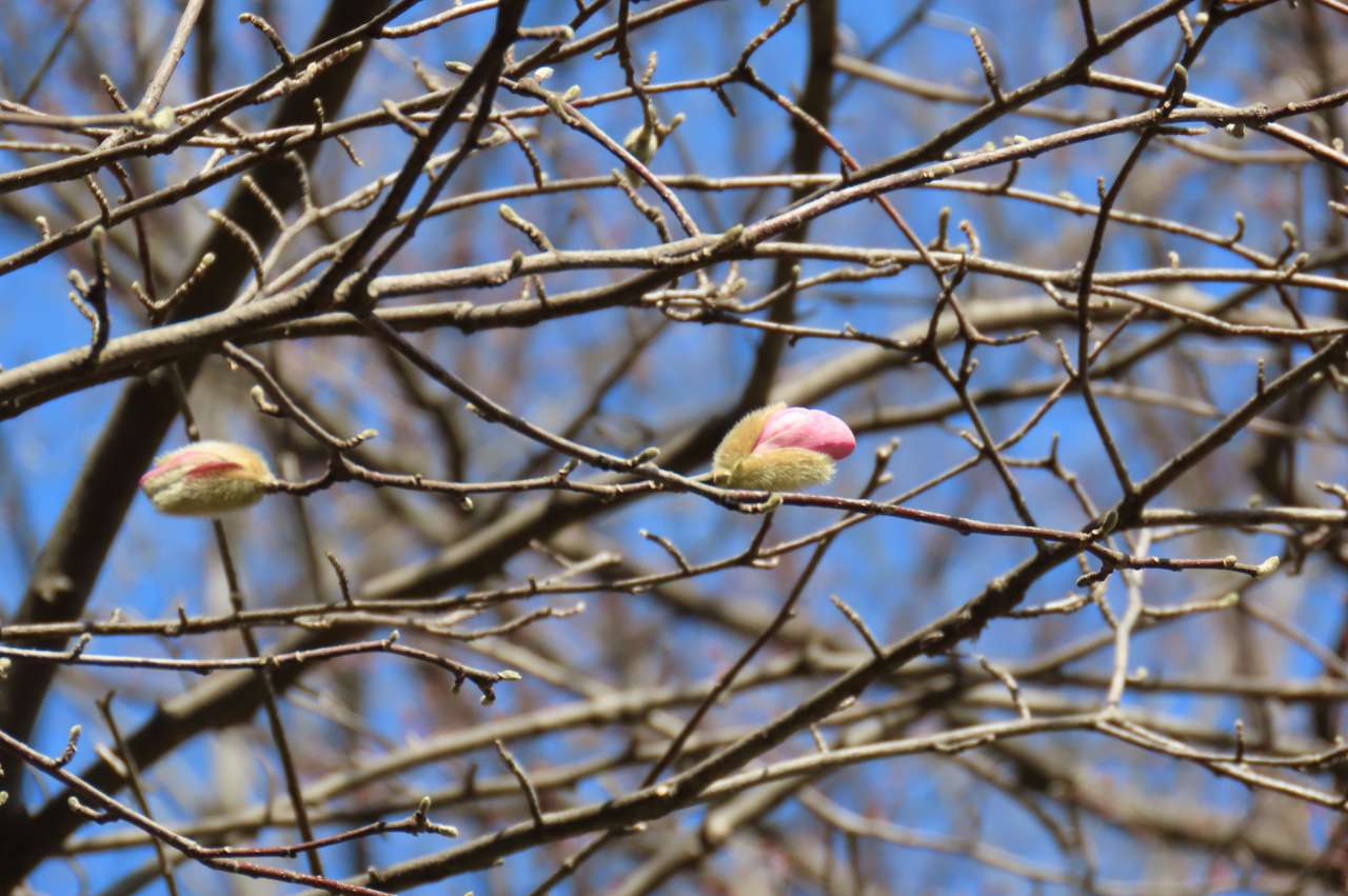 小石川後楽園240315 (6)