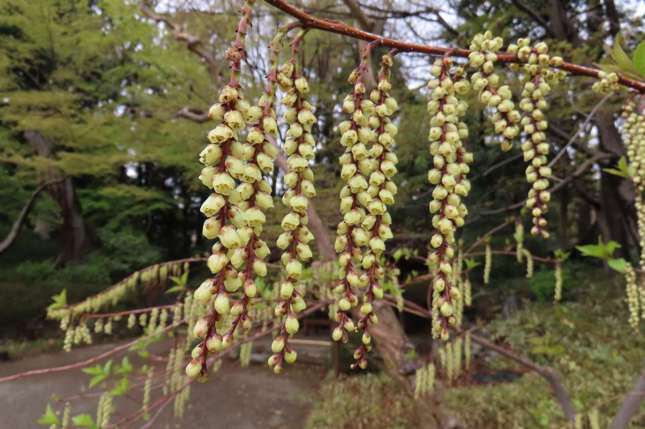 小石川後楽園240401 (20)