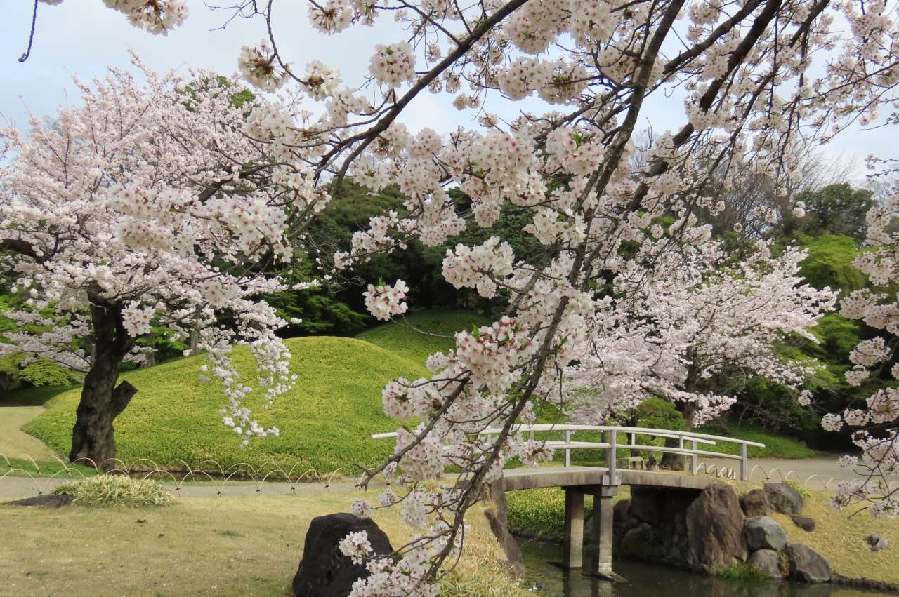 小石川後楽園240408 (13)