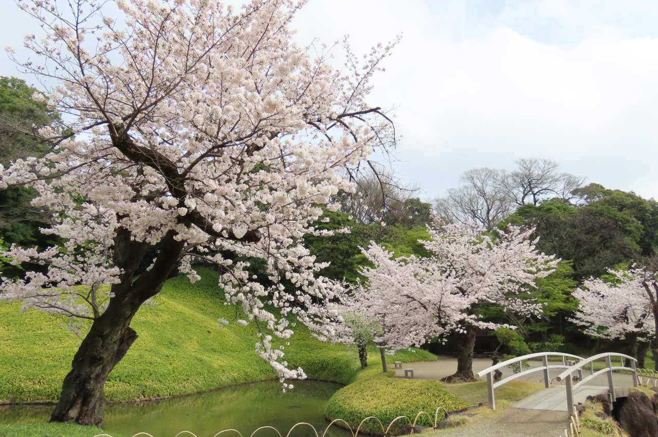 小石川後楽園240408 (15)