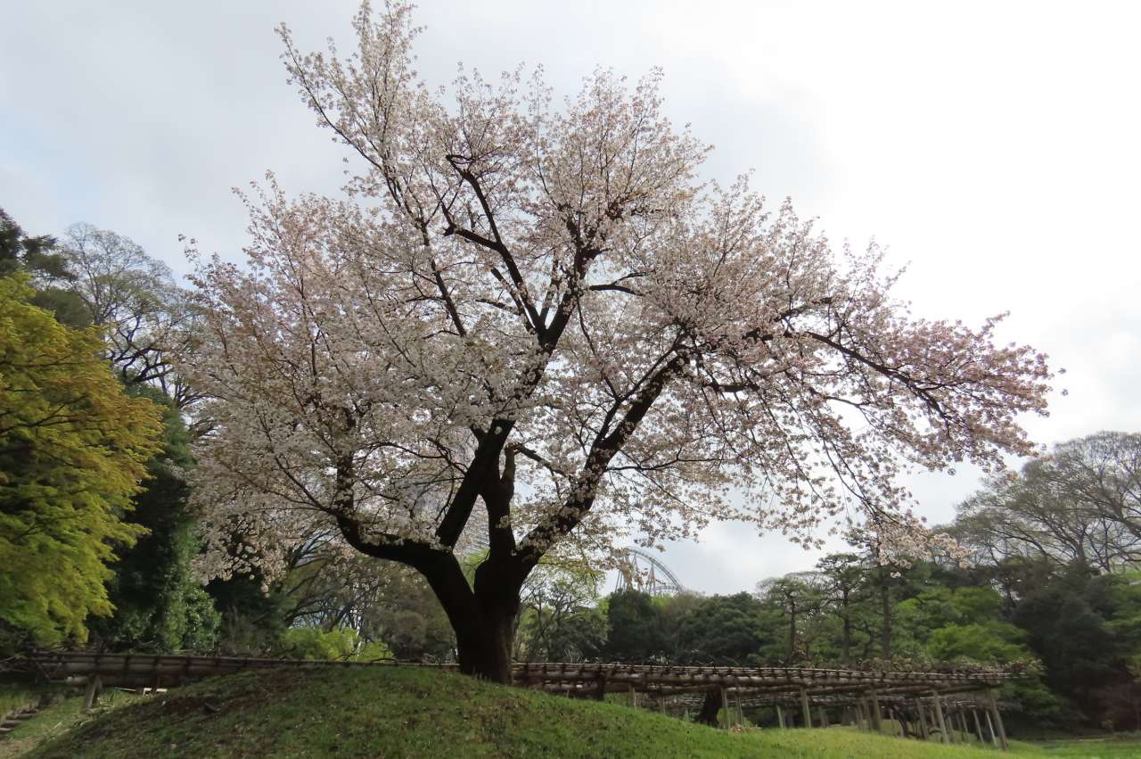 小石川後楽園240408 (7)