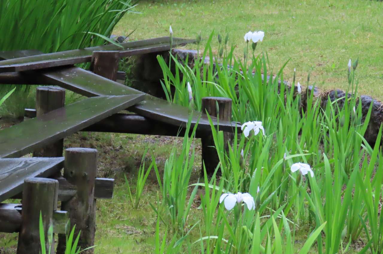 小石川後楽園240424 (5)