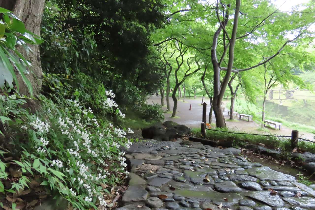 小石川後楽園240424 (9)