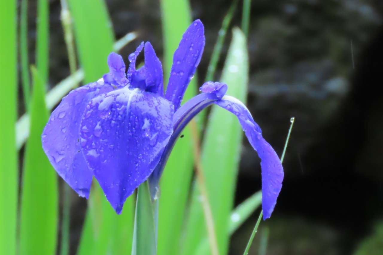 小石川後楽園240424カキツバタ