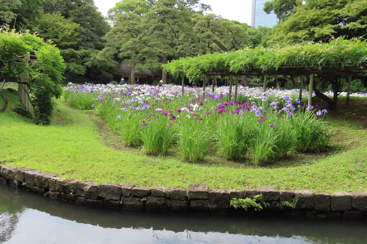 小石川後楽園240607ハナショウブ (13)