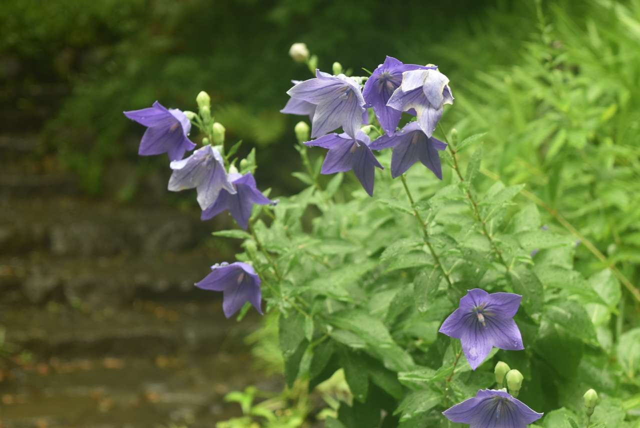小石川後楽園240701キキョウ