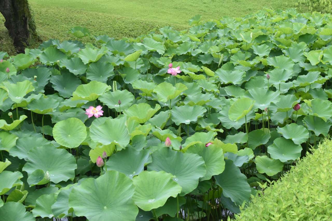 小石川後楽園240701蓮池