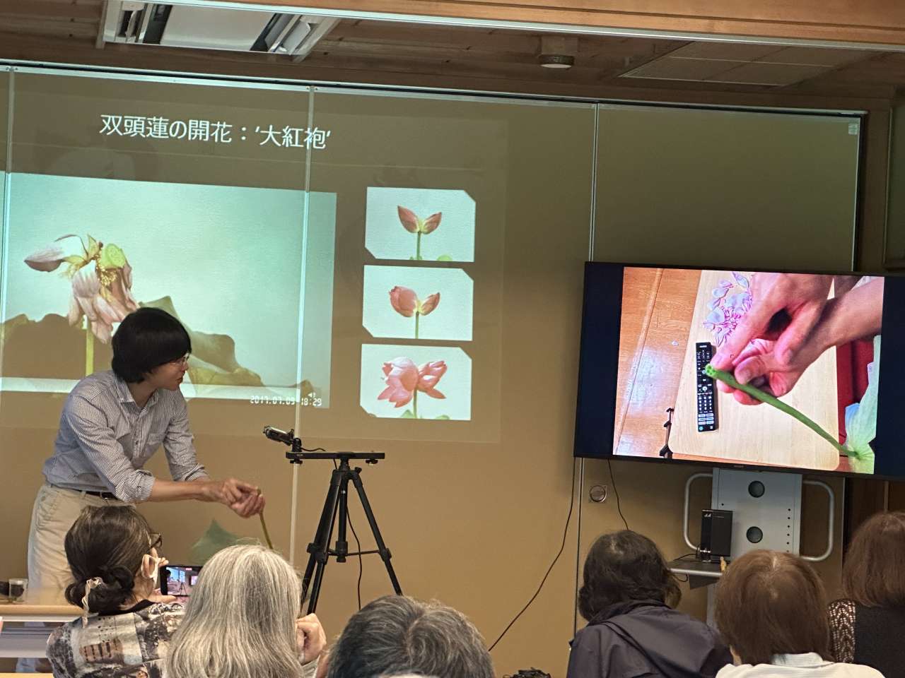 小石川後楽園240721早朝観蓮会 (7)