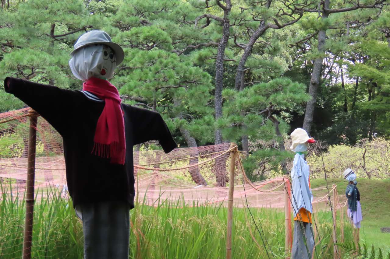 小石川後楽園240909案山子