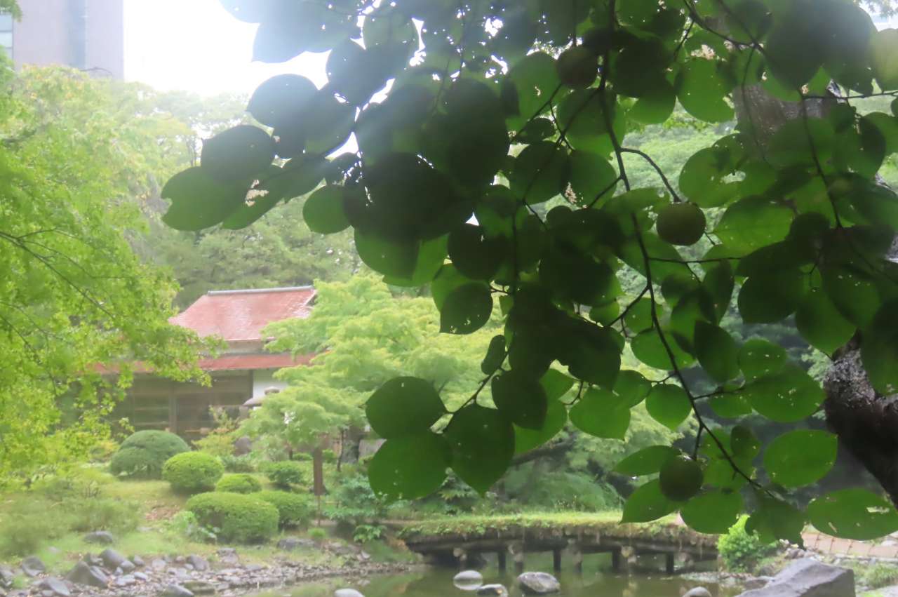 小石川後楽園240916カキ (1)