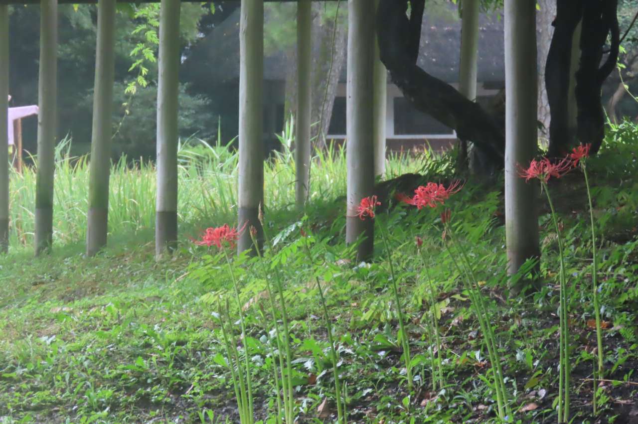 小石川後楽園240916ヒガンバナ (3)