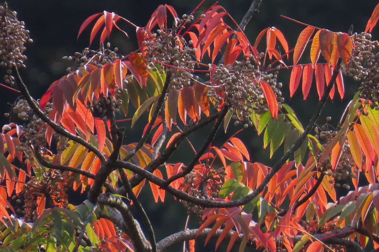 小石川後楽園241105 (37)
