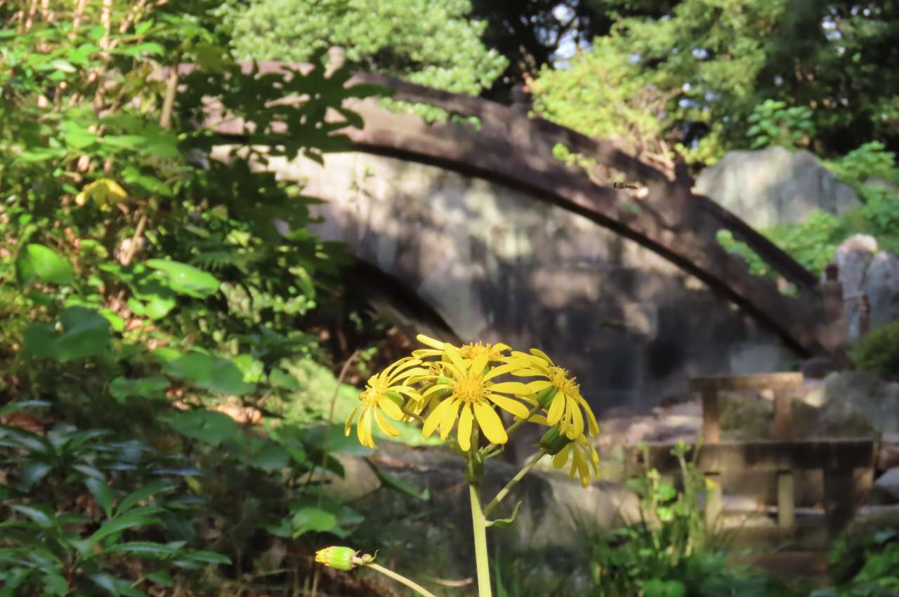 小石川後楽園241105 (40)