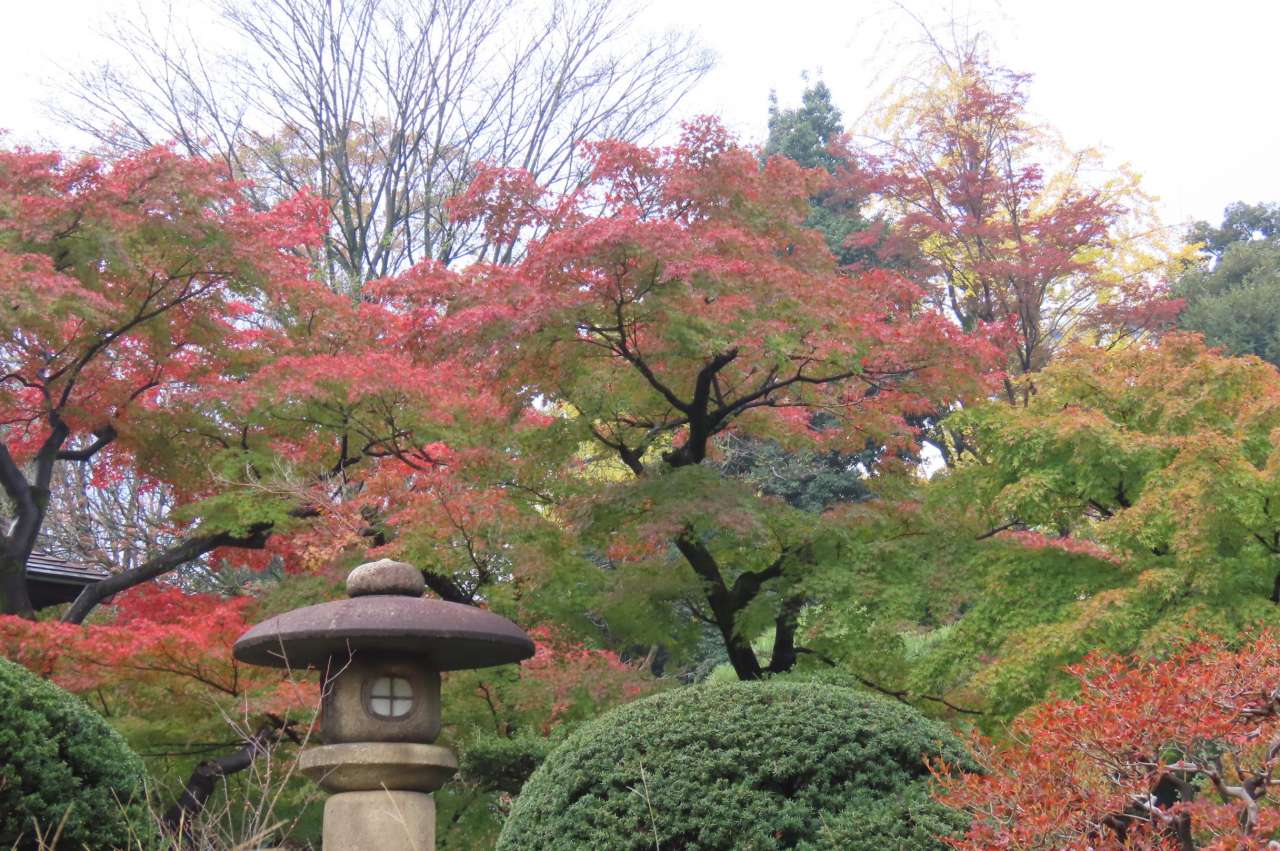 小石川後楽園241127紅葉（涵徳亭裏） (2)