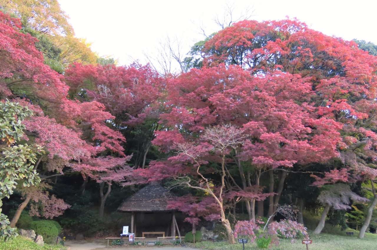 小石川後楽園241129 (16)
