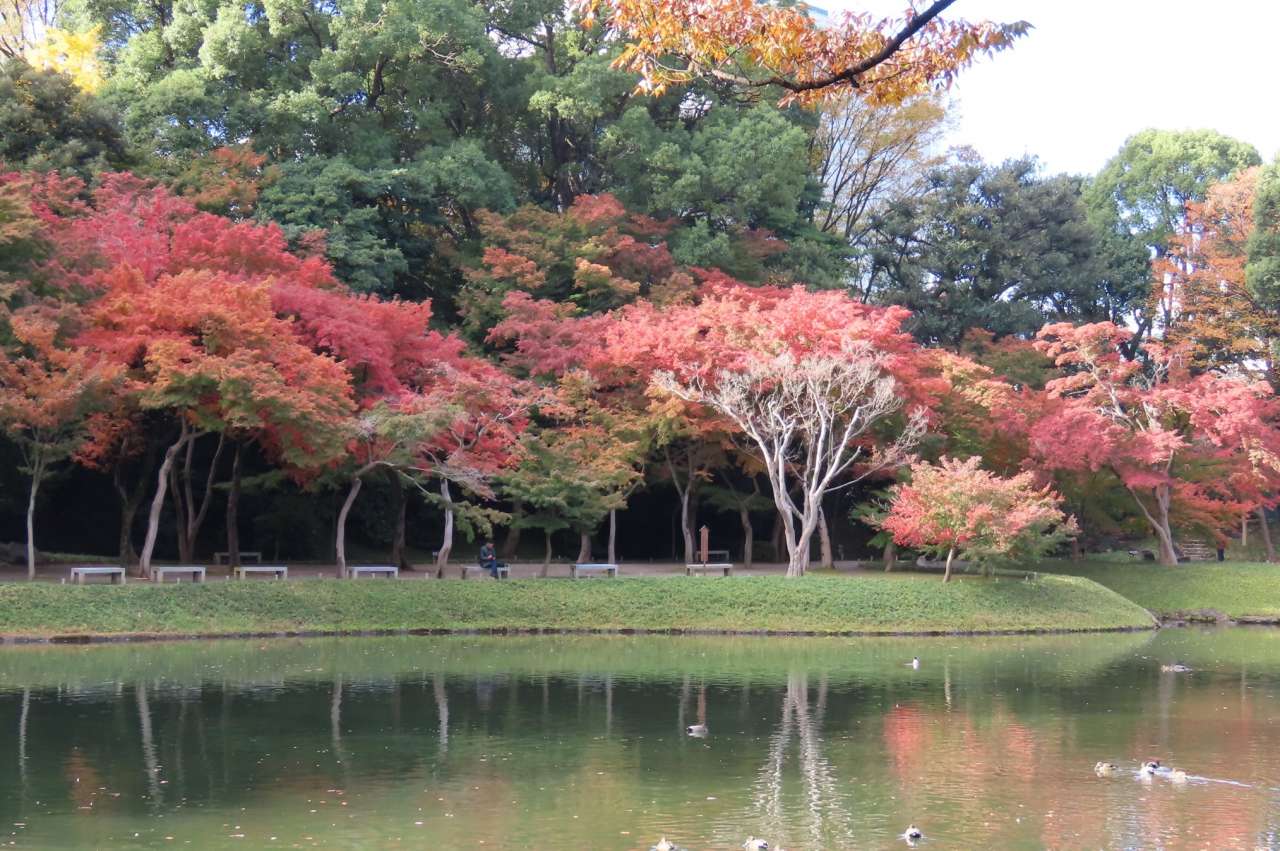 小石川後楽園241129 (20)