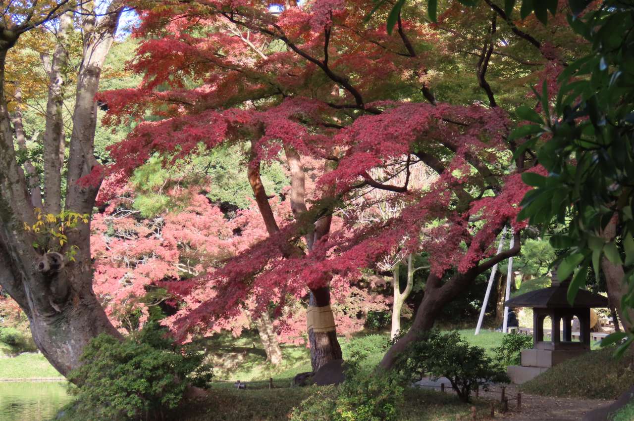 小石川後楽園241129 (55)