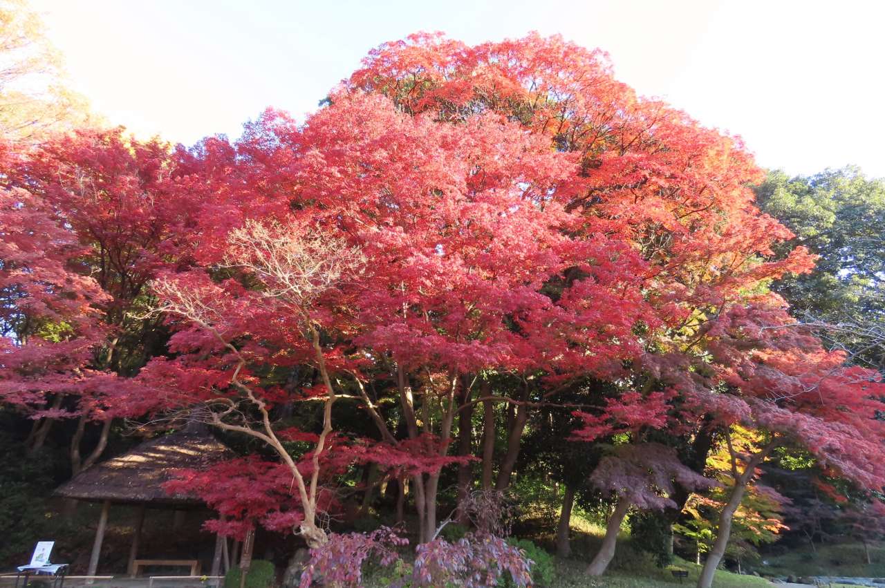 小石川後楽園241203 (12)