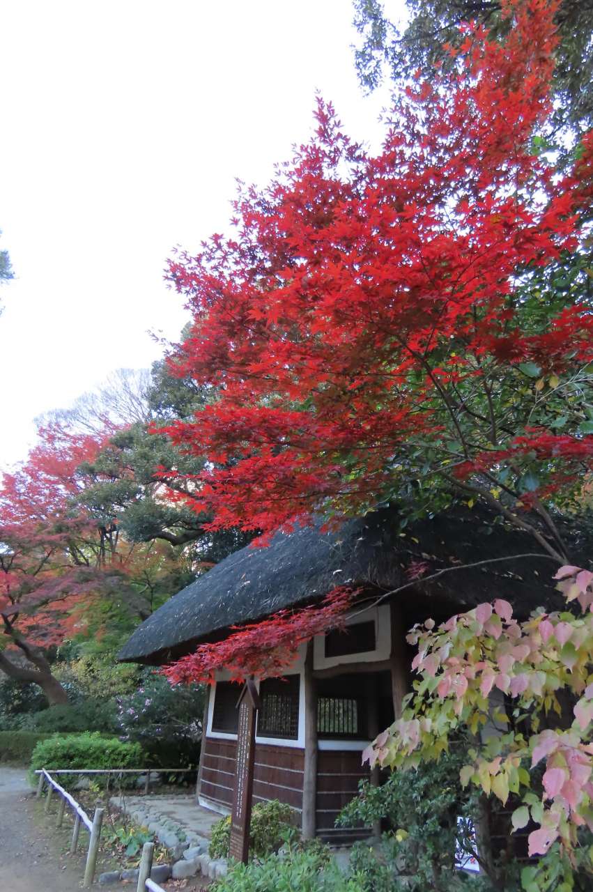 小石川後楽園241203 (13)