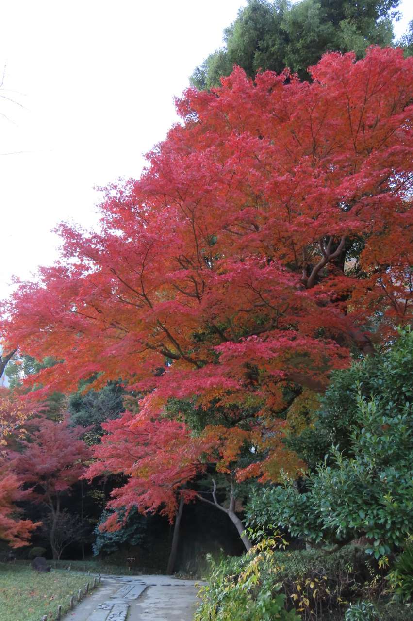 小石川後楽園241203 (18)
