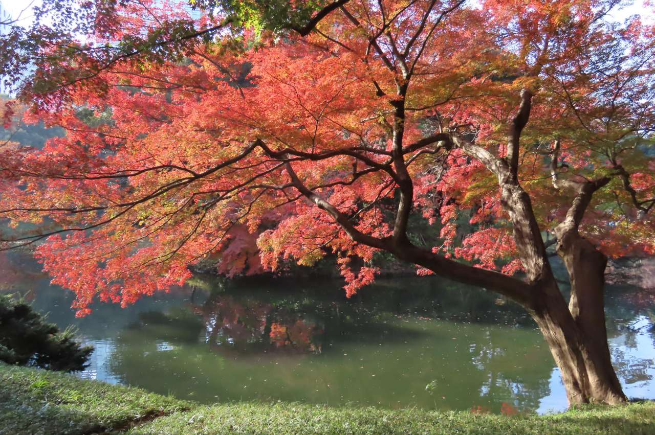 小石川後楽園241204紅葉 (3)