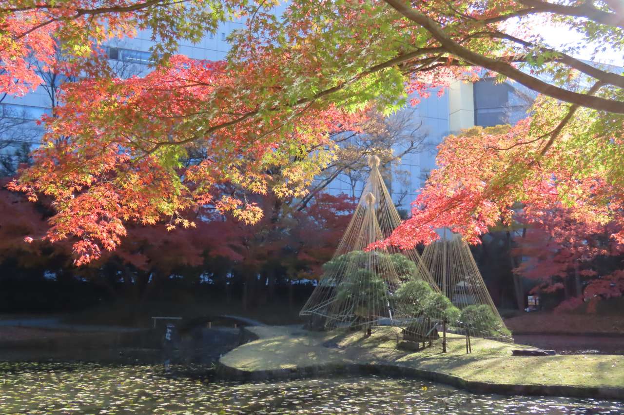 小石川後楽園241206内庭