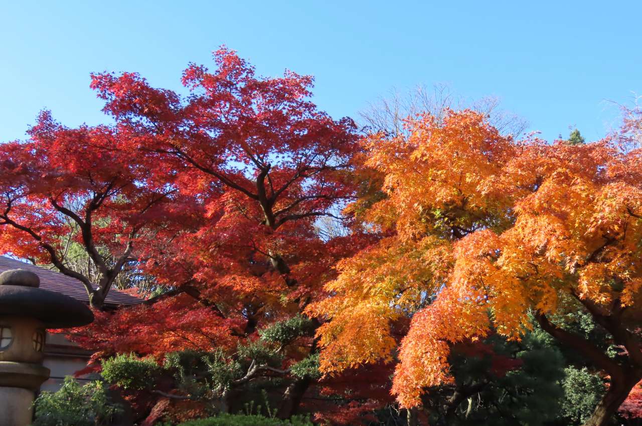 小石川後楽園241206紅葉(涵徳亭前）