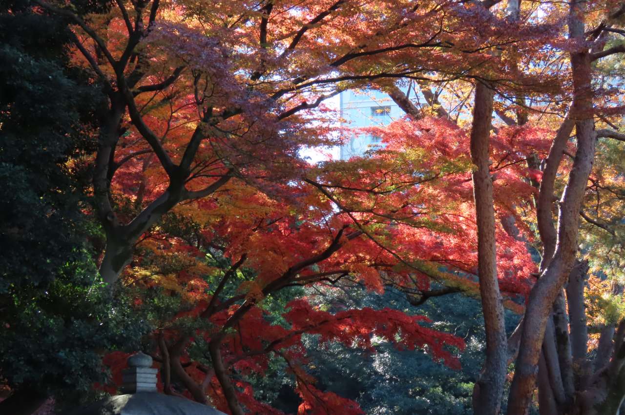 小石川後楽園241206紅葉(異形灯籠付近）