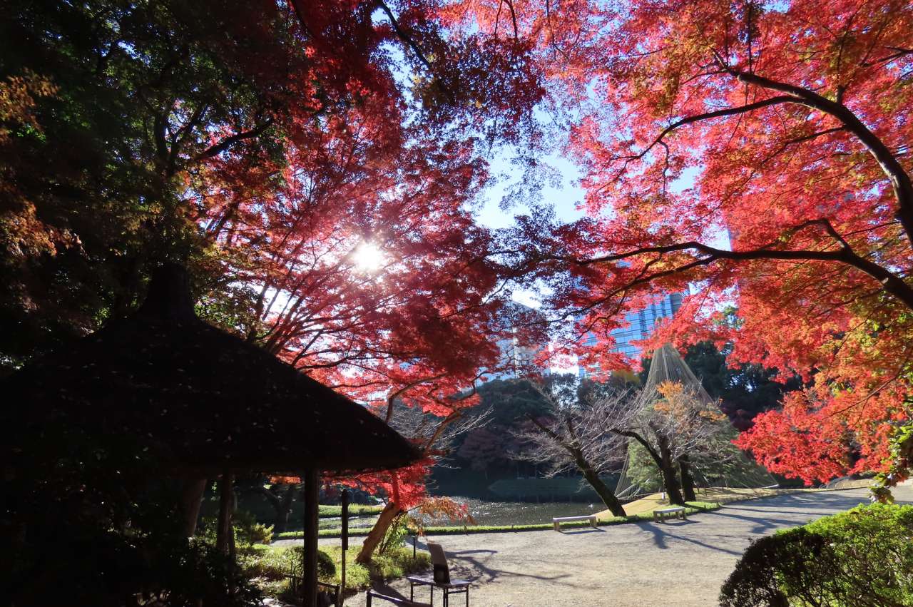 小石川後楽園241206紅葉（丸屋付近）