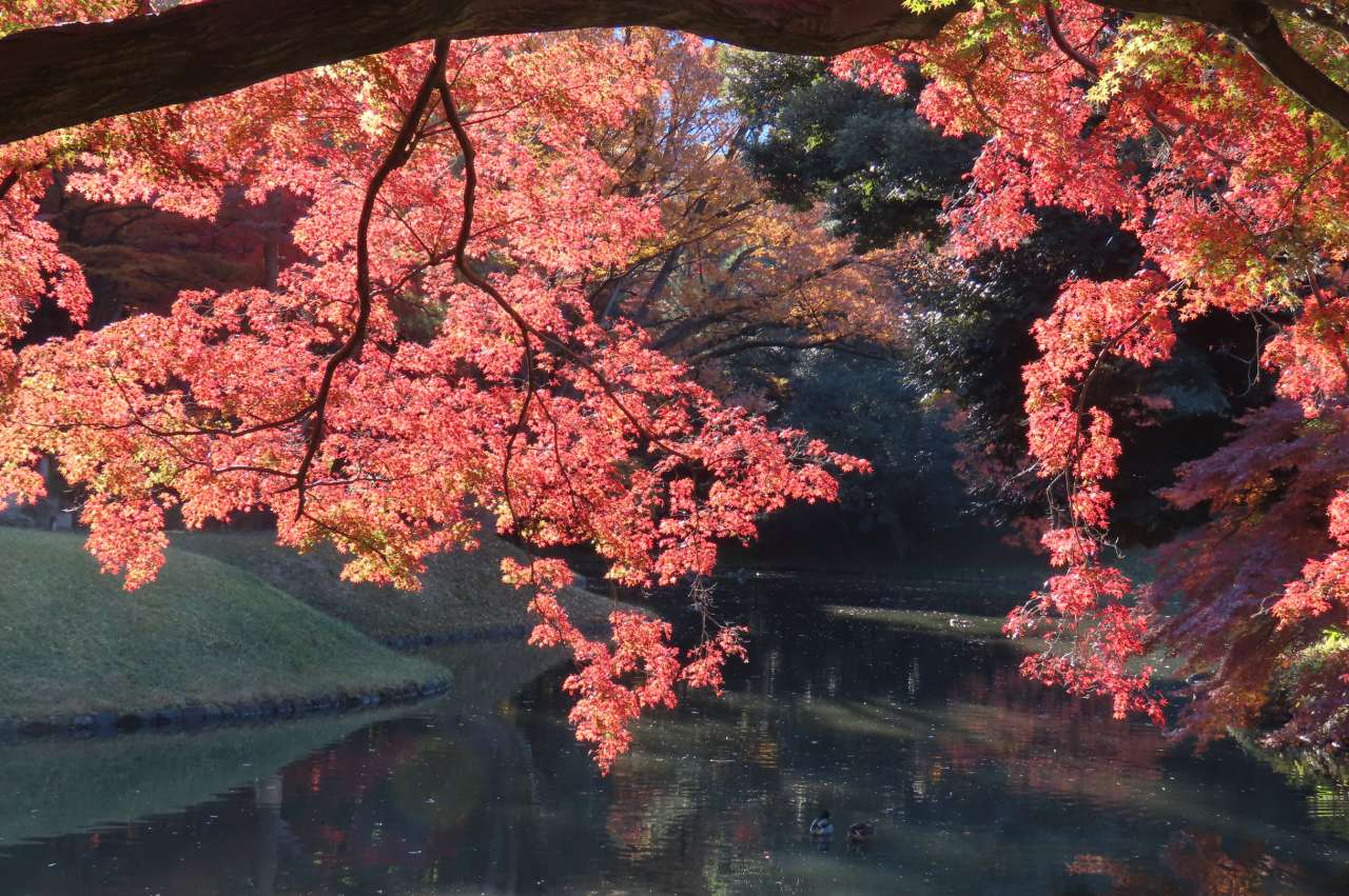 小石川後楽園241206紅葉（大黒山の前）