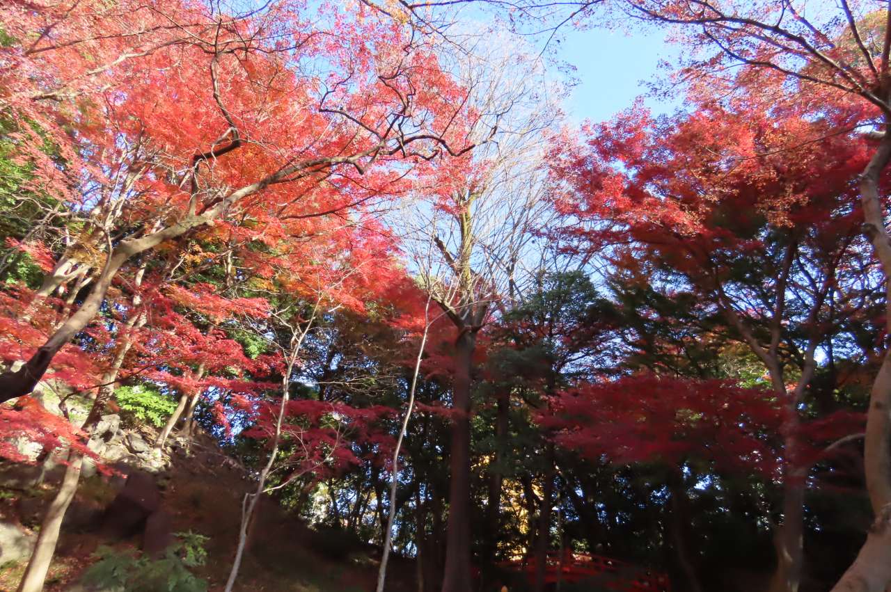 小石川後楽園241210 大堰川