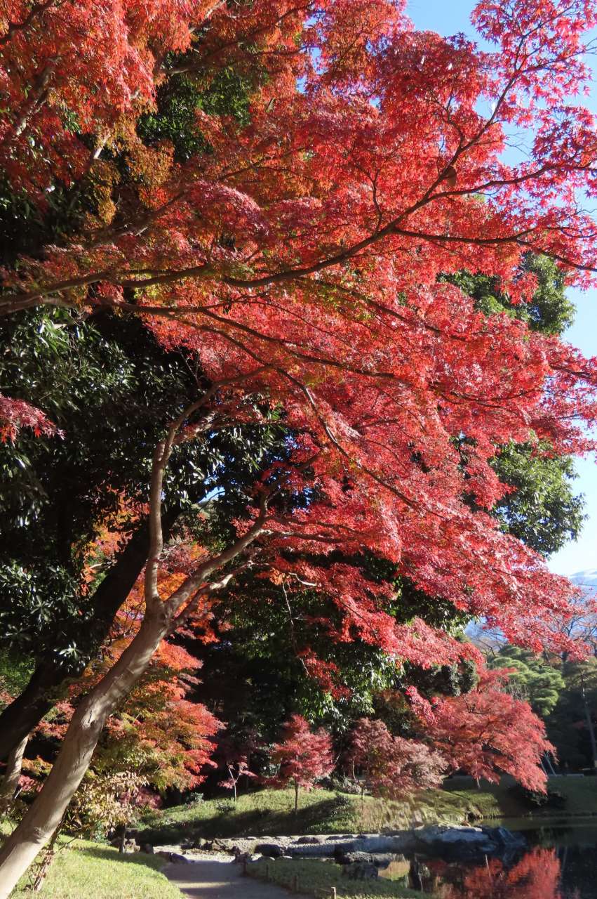 小石川後楽園241210丸屋付近