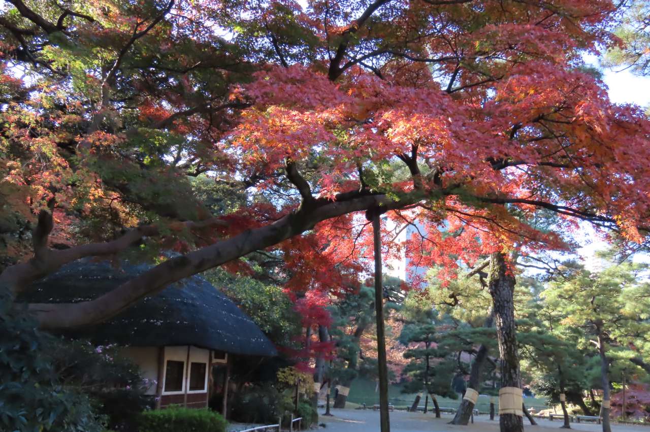小石川後楽園241210九八屋
