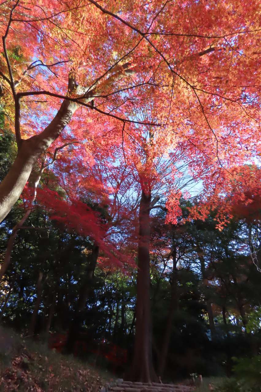 小石川後楽園241210大堰川